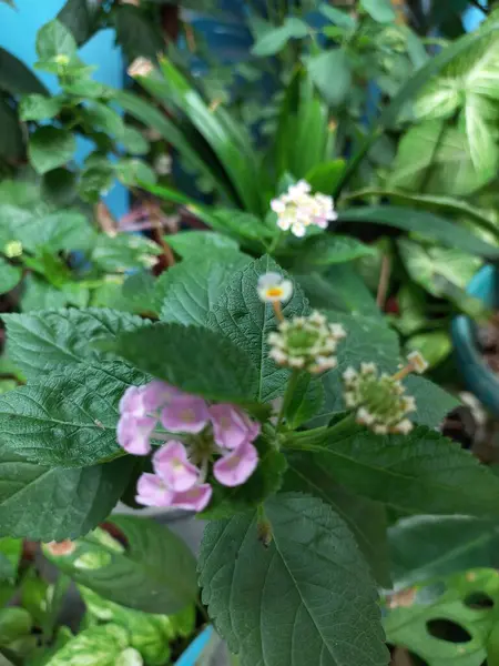 Bahçedeki Lantana çiçeğinden arındırılmış. Güzel bir arkaplan ya da duvar kağıdı için doğa fotoğrafçılığı. Kapatın. Seçici odaklanma. Tam çerçeve.