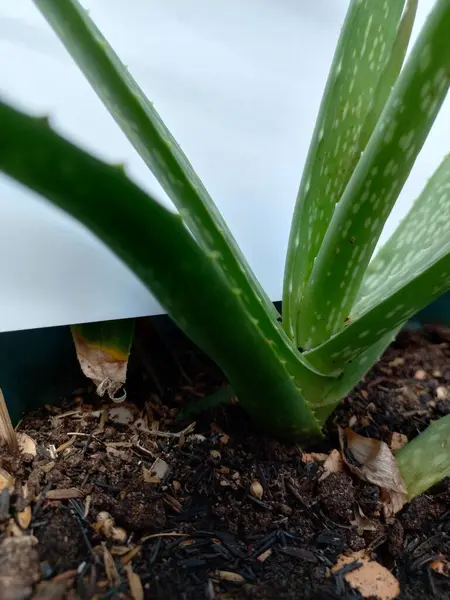 Bahçedeki aloe vera bitkisinin odağından çıkarılmış hali. Arka plan, duvar kağıdı ya da biyoloji dersi için doğa fotoğrafçılığı konsepti. Kapatın. Seçici odak.