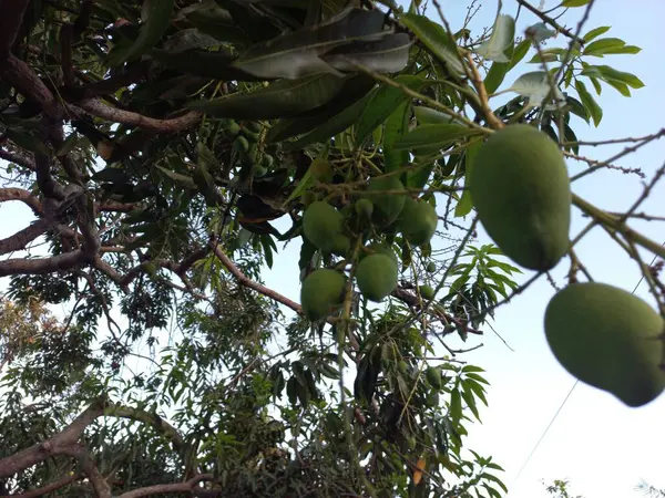 Gökyüzüne karşı ağaçta duran bir avuç mango meyvesi. Arka plan ve duvar kağıdı için doğa fotoğrafçılığı. Seçici odak.