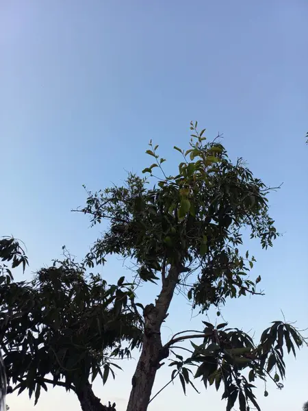 Mavi gökyüzü arkaplanlı uzun mango dalları. Güzel doğa fotoğrafı..