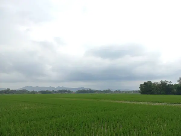 Orta Java, Endonezya 'da mavi gökyüzü olan yeşil pirinç tarlalarının görüntüsü.