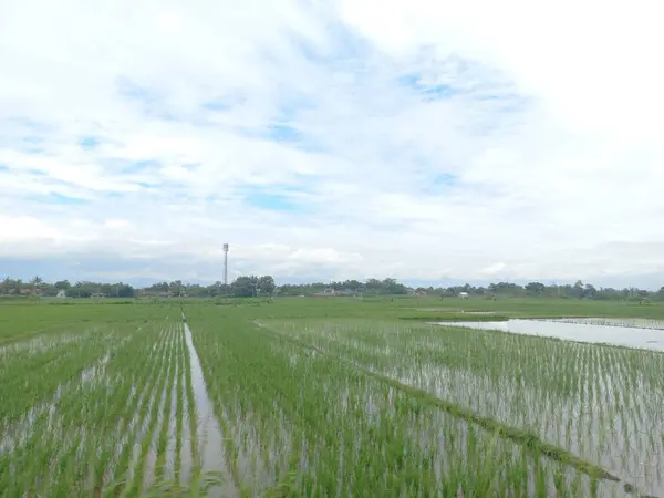 Orta Java, Endonezya 'da bulutlu mavi gökyüzü ile yeşil pirinç tarlalarının doğal güzelliği.