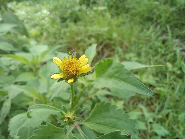 Wedelia çiçekleri Endonezya, Central Java 'da bir bahçede yetişiyor. Yeşillikler arasında güzel kır çiçekleri. Kapatın. Seçici odaklanma. Bulanık arkaplan.