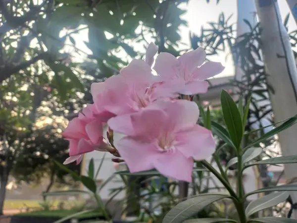 Bahçedeki güzel pembe Oleander çiçekleri. Arkaplan veya duvar kağıdı için uygun tam çerçeve fotoğrafı. Yakın plan. Uzayı kopyala Seçici odak.