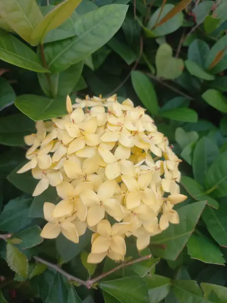 Bahçedeki güzel sarı Ixora çiçeği. Arkaplan veya duvar kağıdı için uygun tam çerçeve fotoğrafı. Kapatın. Uzayı kopyala Seçici odak.