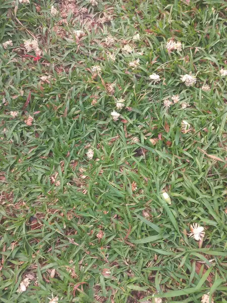 Taze yeşil çimenler ve etrafa saçılmış birkaç kuru yaprak. Arkaplan veya duvar kağıdı için uygun tam çerçeve fotoğrafı.