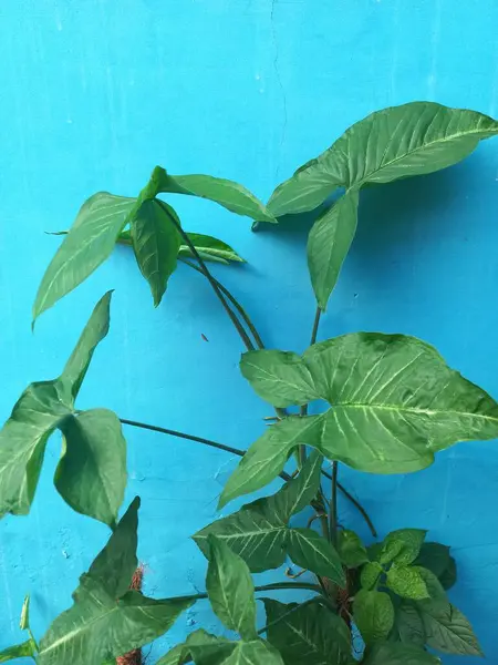 Mavi arka planda sengonyum podophyllum. Popüler ve ev bitkisine bakması kolay. Koleksiyonlar, duvar kağıtları, arka planlar, bilimsel makaleler ve eğitim dersleri için doğa fotoğrafçılığı. Yakın plan..