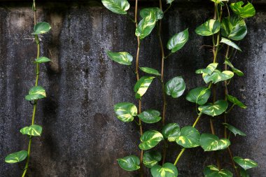 Karanlık arka planda şeytan sarmaşığının çizgi ve boşluğu