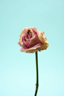 Katı Arkaplanda Kurumuş Kuruyan Çiçek