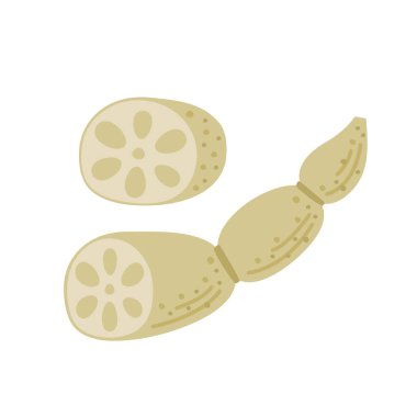 Nilüfer kökü Japon besin beyazı arka plan (vektör)