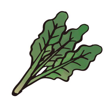 sebze - taze yeşil ıspanak (suluboya vektör)