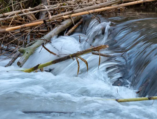 Suda sopalarla ormandaki dere deresi.