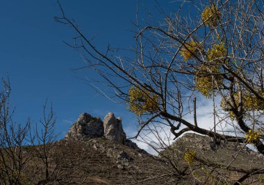 Arka planda tepe noktası olan dağlardaki bir ağaçta ökseotu.