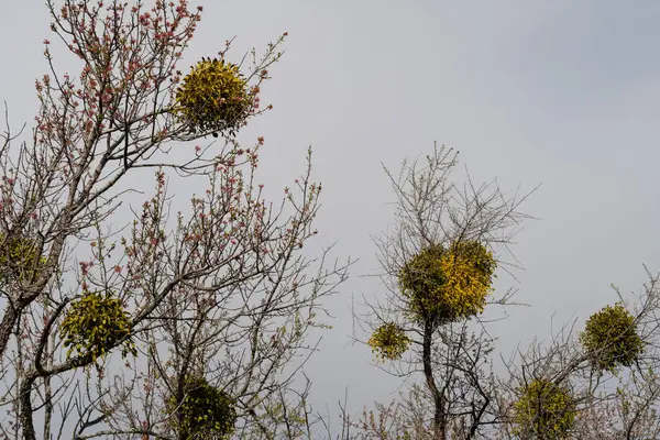 Gri bir günde ağaçlar çiçek açarken baharda ökseotunun yakın çekimi