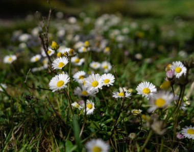 Baharda çayırda papatya çiçekleri. Bellis perennis çiçek açıyor