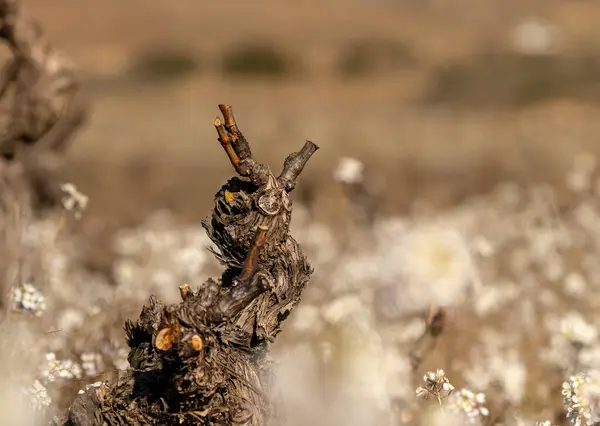 İlkbaharın başlarında bir asma bitkisini çevreleyen beyaz çiçekler