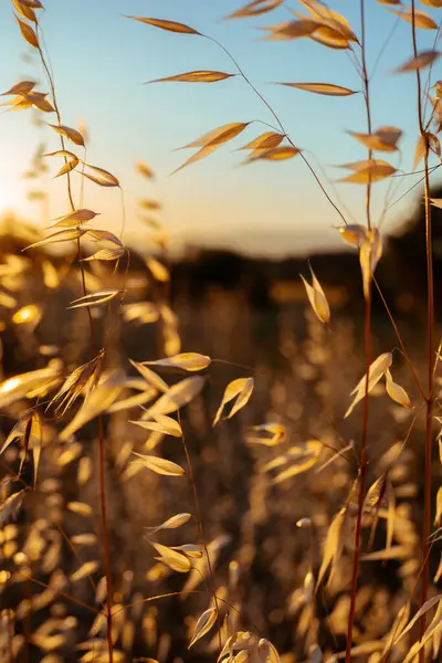Güneşin doğuşunda altın çimenler ve arka planda mavi gökyüzü