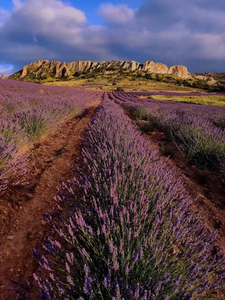 Yazın lavanta tarlası Güneşli bir günde dramatik bir mavi gökyüzü