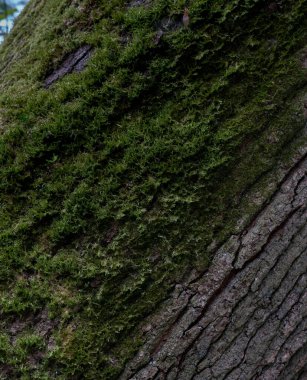 ağaç kabuğu ve yosun dokusu arkaplanı