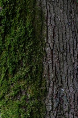 Dikey çekim yosunlu ağaç kabuğu
