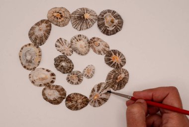 Painting seashells by hand in a white background as a housemade decorative workout clipart