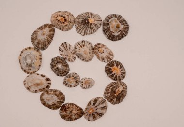 shells on a white background in spiral shape clipart