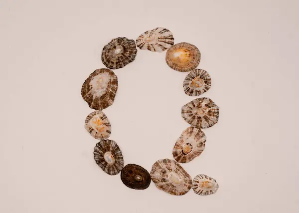 Beyaz arkaplanda deniz kabuklarıyla yapılmış Q harfi