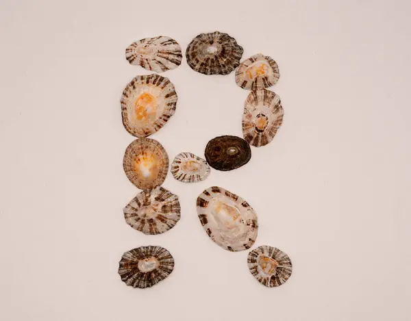 Beyaz arkaplanda deniz kabuklarından yapılmış R harfi