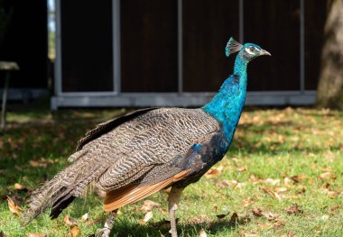 Porto 'nun Cam Sarayının bahçesinde büyük mavi tavus kuşu