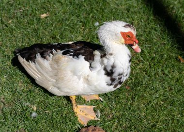 Bahçedeki Muscovy ördeği. Cairina moschata