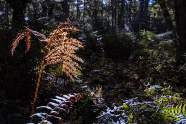 Forest in autumn, with a fern dried leaf in the foreground clipart