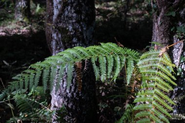 Ormanda eğreltiotu yaprağı Sonbaharda güneş ışığında