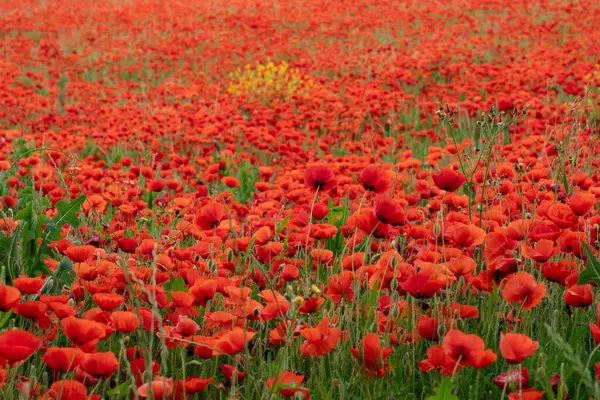Yaz aylarında haşhaş alan