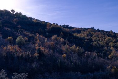 Ormanda sonbahar manzarası