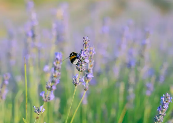 Lavanta çiçeğindeki güzel arı