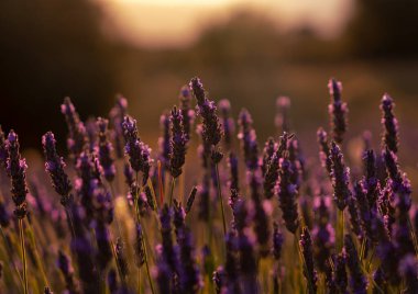 Yazın günbatımında lavanta tarlası