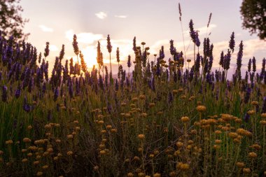 Gün batımında lavanta tarlası, seçici odak ve altta sarı çiçekler.