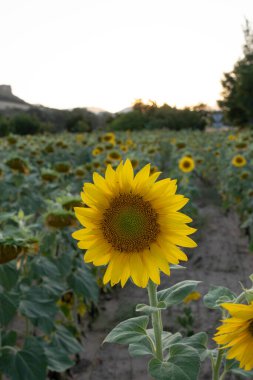 beautiful sunflower in the field clipart