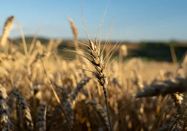 Akşamları tarladaki olgun buğday kulaklarını kapat.