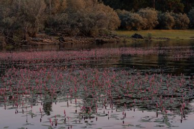 Persicaria amphibia. Water smartweed, amphibious pink plant floating on the lake. View of a lake area full of flowers clipart