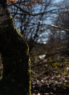 Kış ormanında yosunlu bir ağaç gövdesinin dikey görüntüsü.