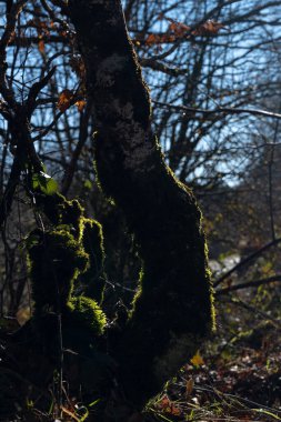 Arka planı bulanık ve gövdesinde yosun olan bir ağacın dikey görüntüsü.