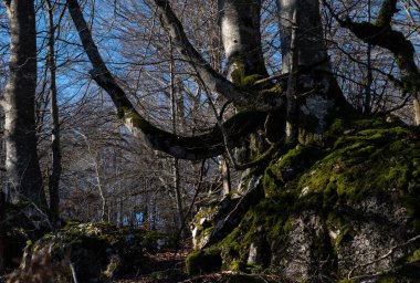 Doğada geniş dalları olan bir ağaç.