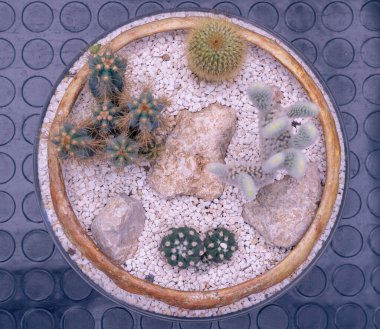 Mini garden in a pot. Top view photography. Decorative botanical object