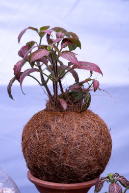 Kokedama beautiful shot. Decoration plant clipart