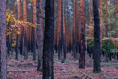 Sonbaharda güzel kozalaklı orman