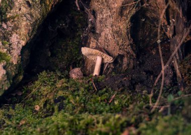 Ormanda bir ağaçtan başka mantar