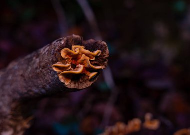 Ölü ağaçta mantar ve liken