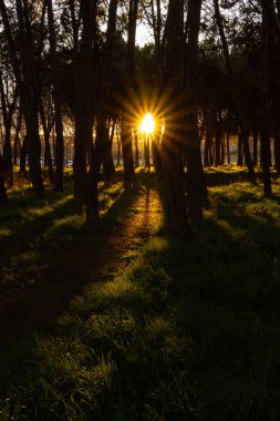 Ormanda güzel bir gün batımı