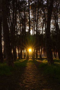 Parkta gün batımı. Ağaçların arasında güneş yıldızı
